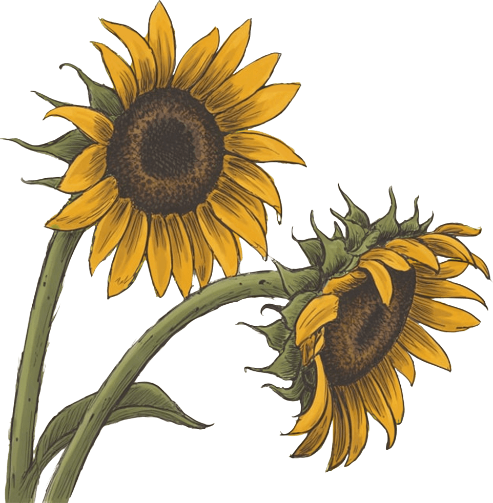 Sunflower illustration