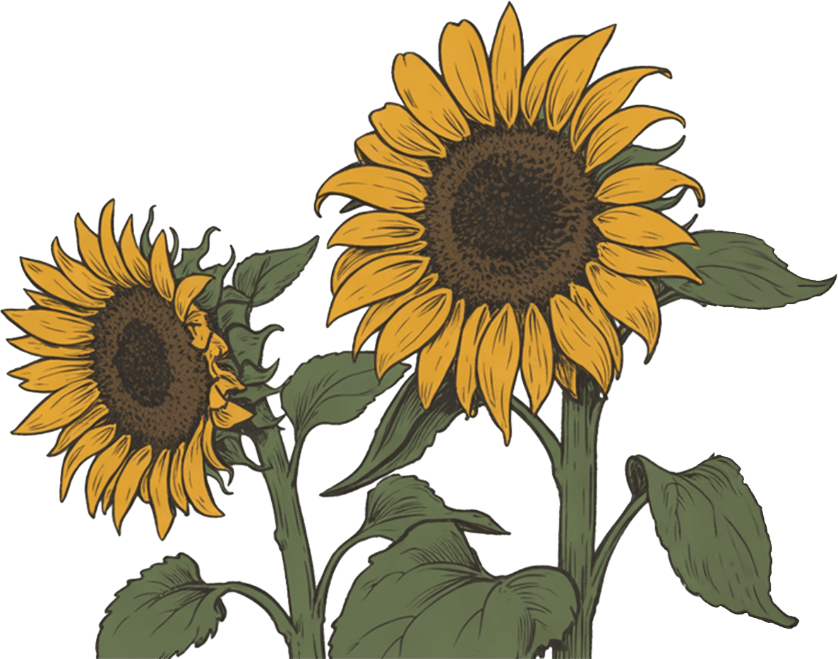 Sunflower illustration